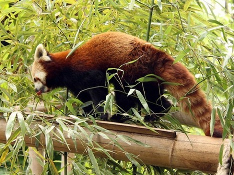 SpeedyFox, pour accélérer Firefox | Technologie Au Quotidien | Scoop.it