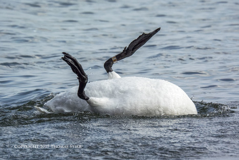 Swan Bathing Upside Down - Thomas Stirr Photography | Mirrorless Cameras | Scoop.it