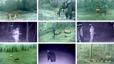 Out of the Wild: How A.I. Is Transforming Conservation Science | RAINFOREST EXPLORER | Scoop.it