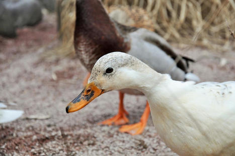 Grippe aviaire : doit-on craindre une pénurie de volaille dans les supermarchés ? | Actu | La Gazette des abattoirs | Scoop.it