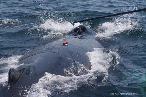 La R&eacute;union : des baleines &agrave; bosse &eacute;quip&eacute;es de balises acoustiques pour mieux comprendre leur comportement | Revue de presse C&eacute;tac&eacute;s | Scoop.it