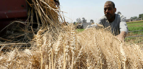 Keeping EGYPT above the breadline: How has the government strategized to supply wheat during a global shortage?  | CIHEAM Press Review | Scoop.it