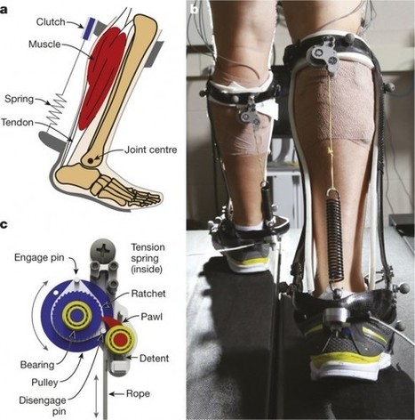 Un exoesqueleto pasivo que reduce el coste energético al caminar | Ciencia | La Ciencia de la Mula Francis | Ciencia-Física | Scoop.it
