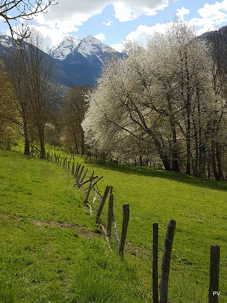 Rencontre avec le printemps dans la banlieue de Guchan | Vallées d'Aure & Louron - Pyrénées | Scoop.it