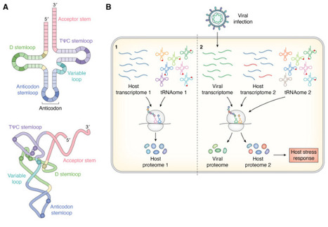 tRNA modifications in viral replication | jbc | RMH | Scoop.it