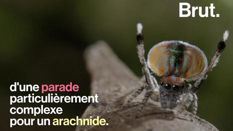 VIDEO. Trois espèces d'araignées étonnantes | GREENEYES | Scoop.it