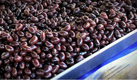 GREECE Hails Strong Presence in U.S. Table Olive Market As Exports Rise | CIHEAM Press Review | Scoop.it