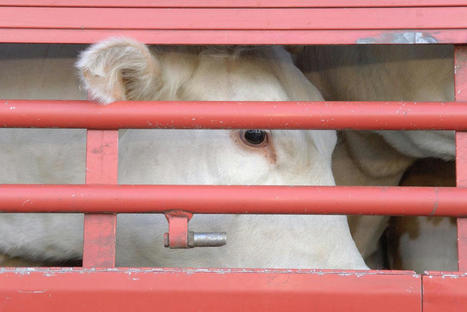 Bien-être animal : Les eurodéputés veulent revoir les règles du transport du bétail | Actualité Bétail | Scoop.it
