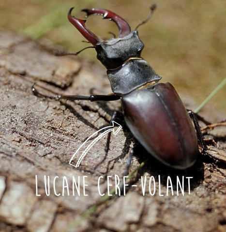 Les coléoptères : l'ordre d’insectes le plus diversifié du monde - Conservatoires d'espaces naturels de Normandie | Biodiversité | Scoop.it
