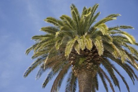 Lutte contre le Charançon rouge des palmiers ( Rhynchophorus ferrugineus [olivier]) - : préconisations synthétisées sur la DRAAF | HORTICULTURE | Scoop.it