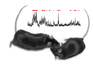 Scientists tie social behavior to activity in specific brain circuit | Kinsanity | Scoop.it