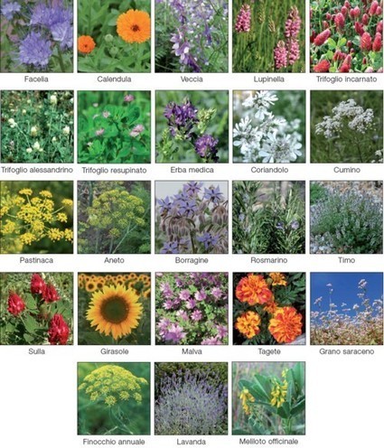La lista dei fiori | Orto, Giardino, Frutteto, Piante Innovative e Antiche Varietà | Scoop.it