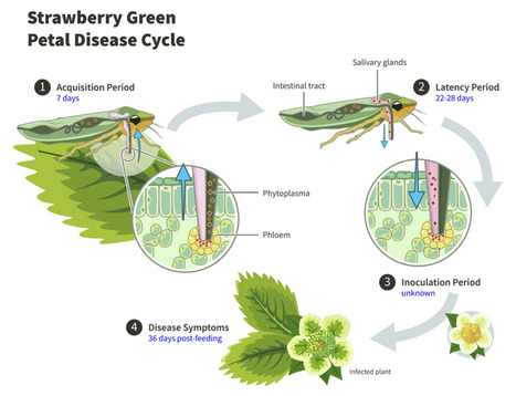 Original Paper in Plant Health Cases &bull; P&eacute;rez-L&oacute;pez Lab 2025 &bull;&nbsp;Strawberry Green Petal Disease Pathosystem in Qu&eacute;bec, Canada | Originals | Scoop.it