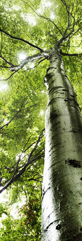 La Journée internationale des forêts - 21 mars | Variétés entomologiques | Scoop.it