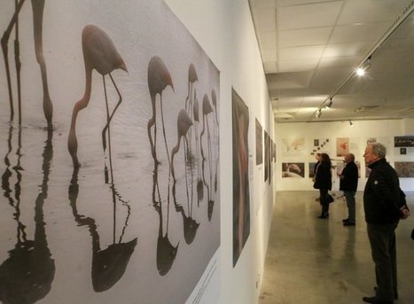 Arles : le flamant rose, l'espèce qui représente notre espace | Camargue Nature | Scoop.it