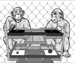 Chimps learn social behaviour from each other | Empathy and Animals | Scoop.it
