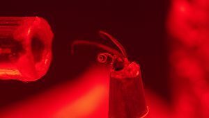 Comment fonctionne l'olfaction des insectes pollinisateurs | EntomoScience | Scoop.it