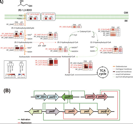 Degradation pathway of (R)-1,3-butanediol in Pseudomonas putida KT2440 and development of its biosensor | aem | RMH | Scoop.it