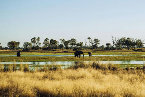 Au Botswana, un incroyable fleuve dans le désert | Les labos INSU dans la presse | Scoop.it