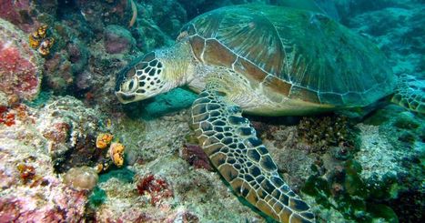 Des microplastiques découverts dans l'organisme de toutes les tortues marines / 06.12.2018 | Pollution accidentelle des eaux (+ déchets plastiques) | Scoop.it