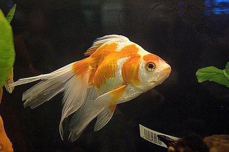 Les poissons confondent la gauche et la droite  | Biodiversité - @ZEHUB on Twitter | Scoop.it