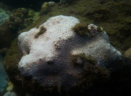 Dans la baie de Sydney, les coraux dépérissent | Biodiversité | Scoop.it