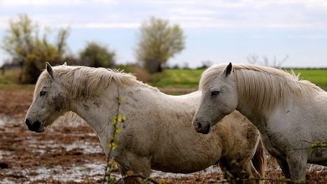 2 chevaux positifs au virus de "West Nile" en Camargue | EntomoNews | Scoop.it