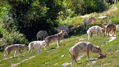 Creuse : les attaques de loup inquiètent les éleveurs | Actualité Bétail | Scoop.it