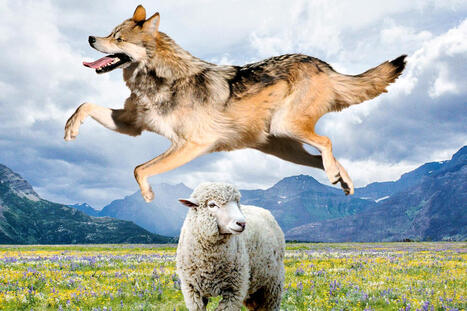 De b&ecirc;te f&eacute;roce &agrave; ic&ocirc;ne pop, comment le loup est devenu croc mignon | Mon Scoop.it du week-end | Scoop.it