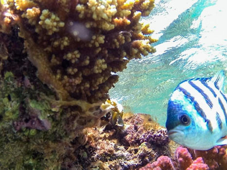 Engagement de 12 milliards de dollars pour sauver les récifs coralliens | Biodiversité | Scoop.it