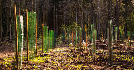 Les gaines en plastique : la pollution cachée de l'industrie forestière | Biodiversité, Écologie et Environnement | Scoop.it