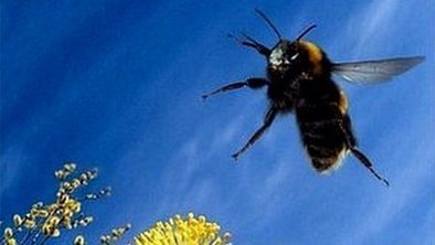 Bee Flight Inspires Robot Design | Biomimicry | Scoop.it