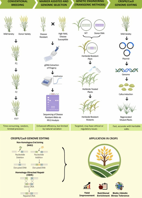 Advances in CRISPR/Cas9 Genome Editing for Crop Improvement and Global Food Security | RMH | Scoop.it