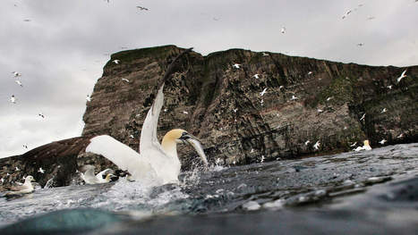 Ecosse : Shetland, le sanctuaire des oiseaux | Biodiversité | Scoop.it