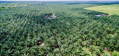 Population and economic growth are destroying biodiversity | RESSOURCES | Scoop.it