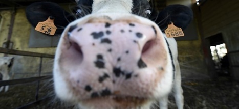 Privé du lait de ses voisins, le Qatar importe 4.000 vaches laitières | Lait de Normandie... et d'ailleurs | Scoop.it