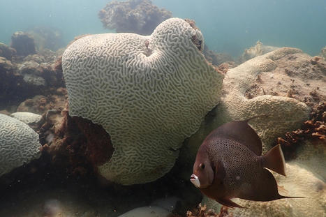 Water temperature off Florida coast hits 101.1 degrees; coral is dying off - NPR.org | Operation Deimos | Scoop.it
