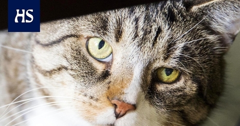 Kollipojat Tikru, Poju ja Takku olivat tuhansien kissojen lailla kodittomia, mutta löysivät turvan – ”Löytöeläintalot nyt ruuhkautuneet kissoista” | 1Uutiset - Lukemisen tähden | Scoop.it