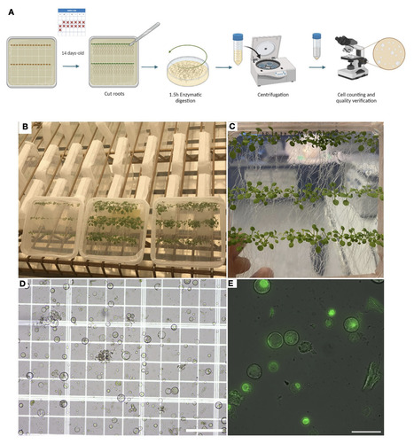 Original Paper in Front Plant Sci • Germain Lab 2023 • Preparing Arabidopsis thaliana root protoplasts for cryo electron tomography | Originals | Scoop.it