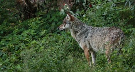 En voulant la peau du loup, le gouvernement français trahit ses engagements en faveur de la biodiversité ! - Actualités - LPO | Pastoralisme Ours Loups Lynx | Scoop.it