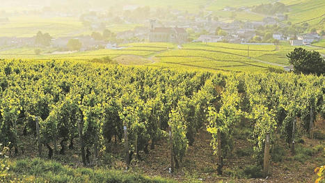 Vin : « Il faut revoir le système viticole de fond en comble » | (Macro)Tendances Tourisme & Travel | Scoop.it