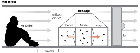 Des chercheurs se sont enfin pench&eacute;s sur l'efficacit&eacute; de la bougie &agrave; la citronnelle | EntomoScience | Scoop.it