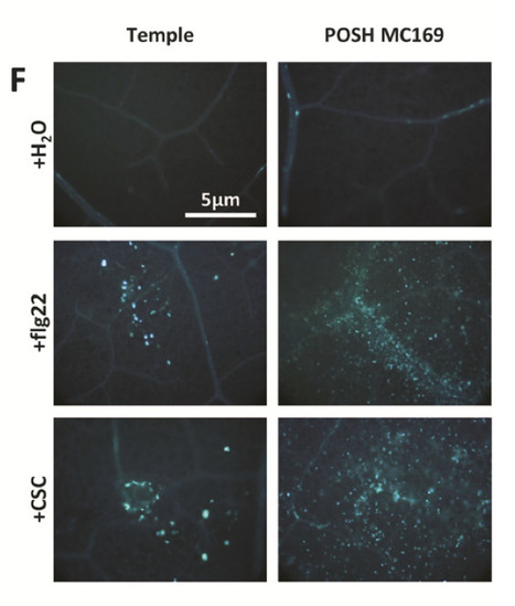 Molecular Plant-Microbe Interactions - Methods to Study PAMP-Triggered Immunity in Brassica Species (2014) | Publications from The Sainsbury Laboratory | Scoop.it