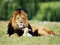 Common Core Algebra 1: Lion or Lamb? | College and Career-Ready Standards for School Leaders | Scoop.it