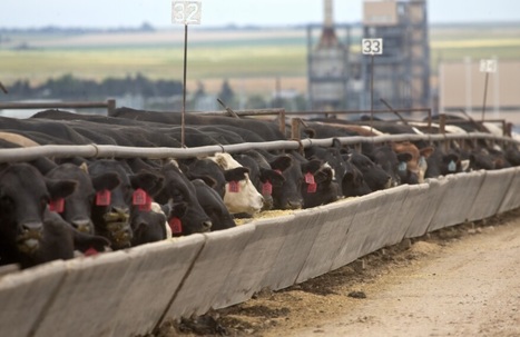 Kansas Researchers Find That Feeding Hemp to Cattle Mellows the Herd | Industry 411 - Waste Management | Scoop.it