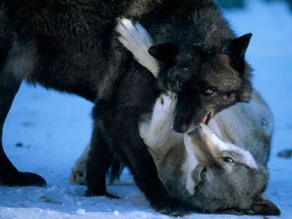 Photo | Loup | Scoop.it