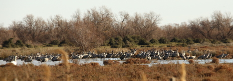 La Grue cendrée en pleine expansion en Camargue | Les oiseaux au gré du vent | Scoop.it