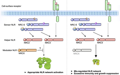 PLOS Genetics: An atypical NLR protein modulates the NRC immune receptor network in Nicotiana benthamiana (2023) | Publications | Scoop.it