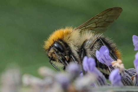 Pologne : prison avec sursis pour l'extermination de deux millions d'abeilles | Variétés entomologiques | Scoop.it