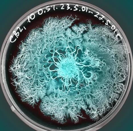 Bacteria use chat to play the 'prisoner's dilemma' game in deciding their fate | Science News | Scoop.it